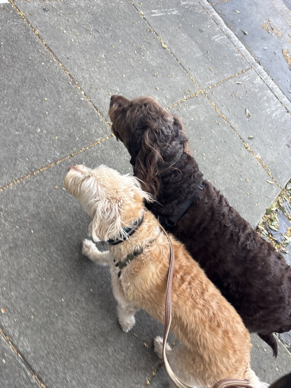 Beach Dogs