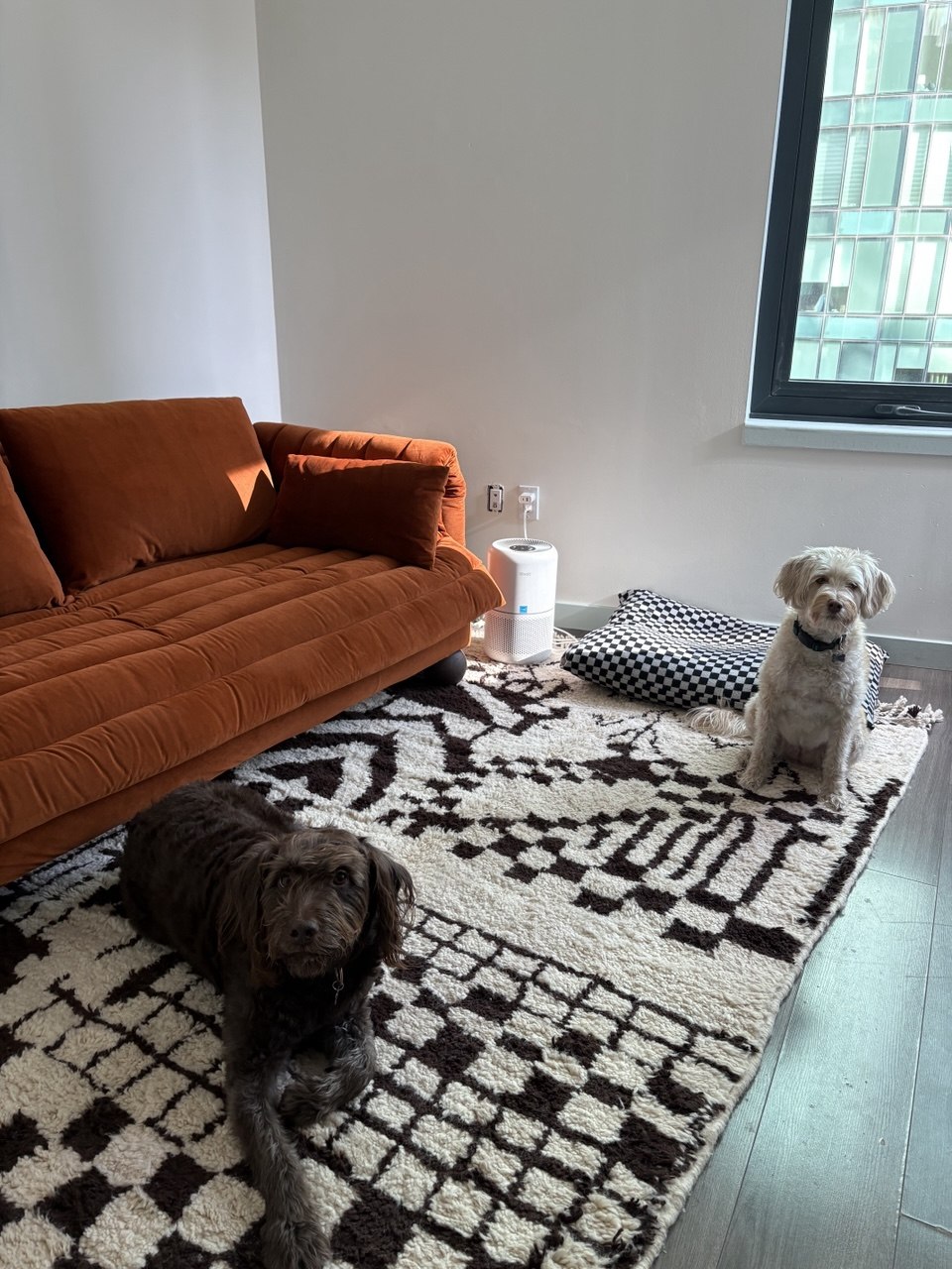 Dog Group