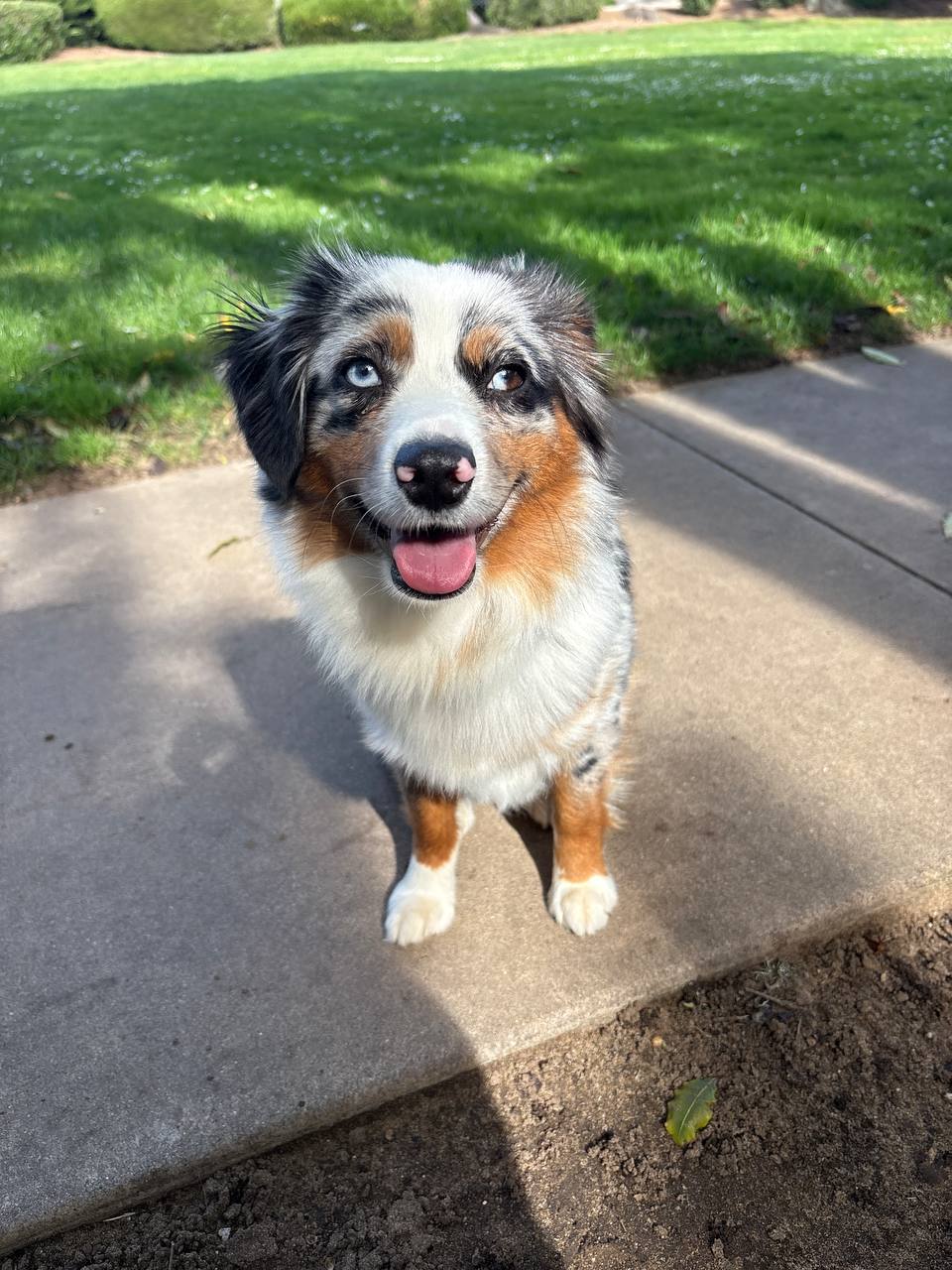 Dog