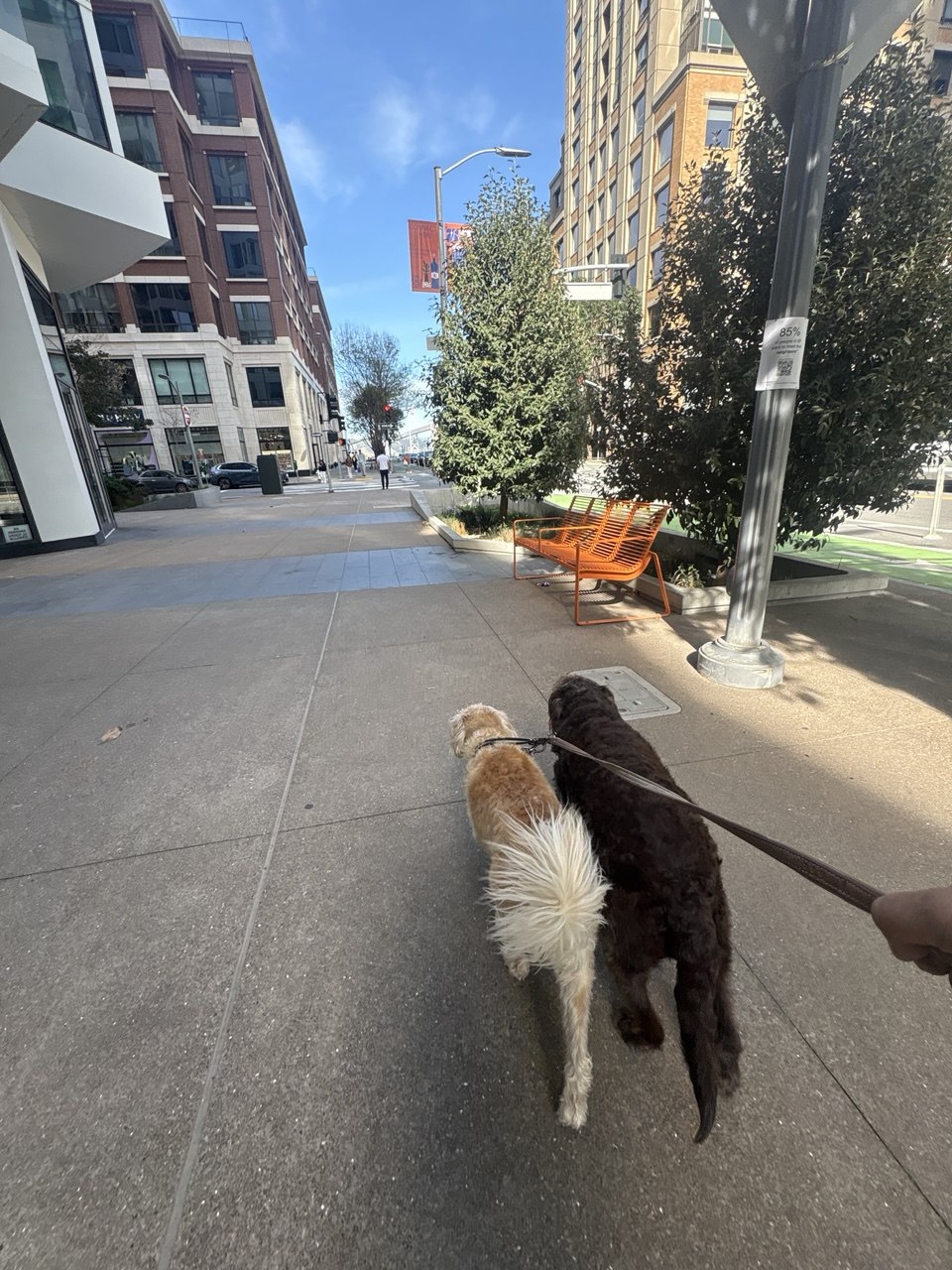 Walking Dogs